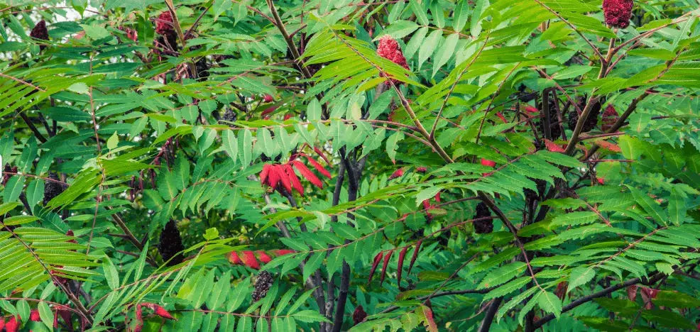 What is Poison Sumac - CLAYER