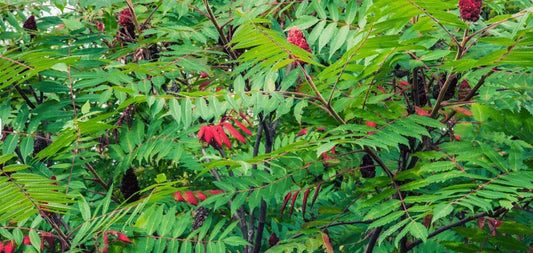 What is Poison Sumac - CLAYER