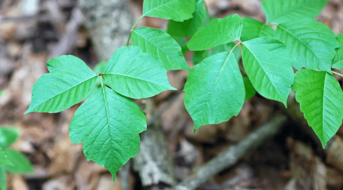 Mikä-on-Poison-Ivy CLAYER- vihreä savi - parantava savi - bentoniittisavi