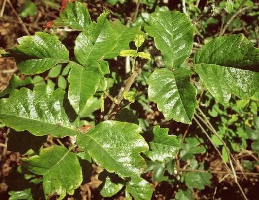 Was-ist-Poison-Oak CLAYER – grüner Ton – Heilerde – Bentonit-Ton